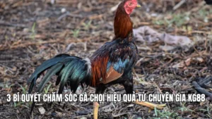3 Bí Quyết Chăm Sóc Gà Chọi Hiệu Quả Từ Chuyên Gia KG88