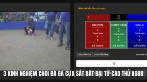 3 Kinh Nghiệm Chơi Đá Gà Cựa Sắt Bất Bại Từ Cao Thủ KG88