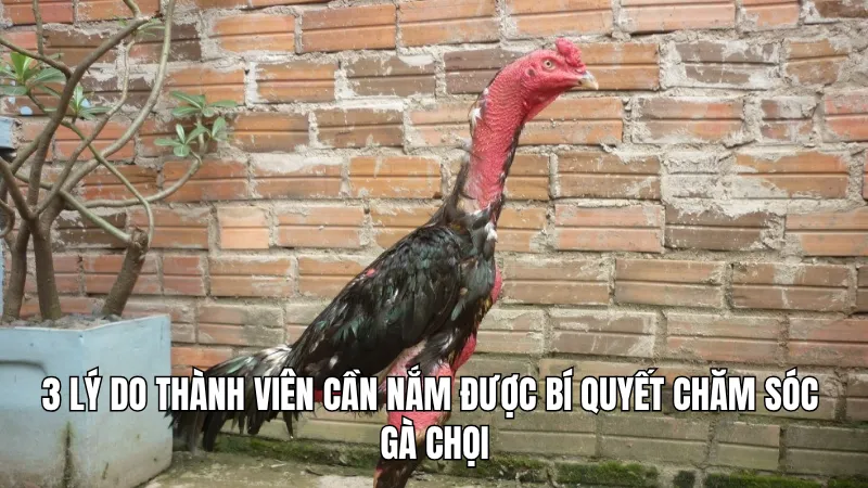 3 lý do thành viên cần nắm được bí quyết chăm sóc gà chọi