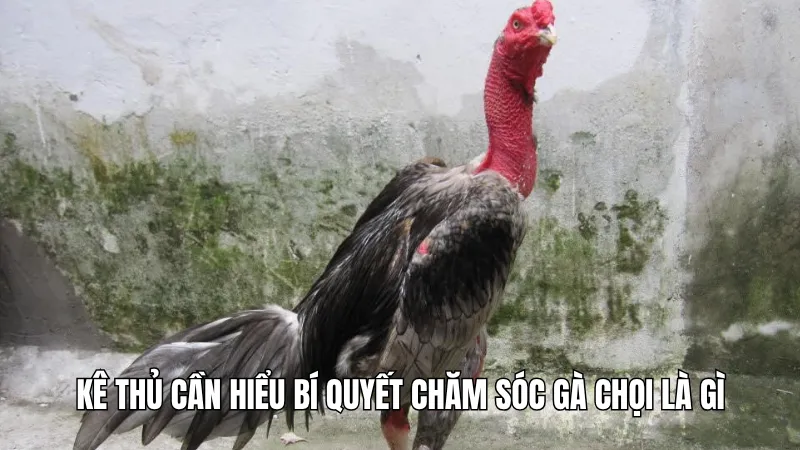 Kê thủ cần hiểu bí quyết chăm sóc gà chọi là gì