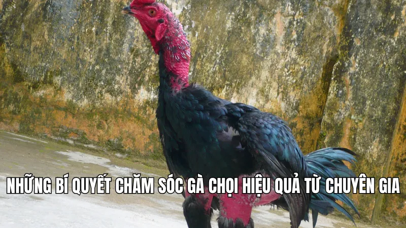 Những bí quyết chăm sóc gà chọi hiệu quả từ chuyên gia