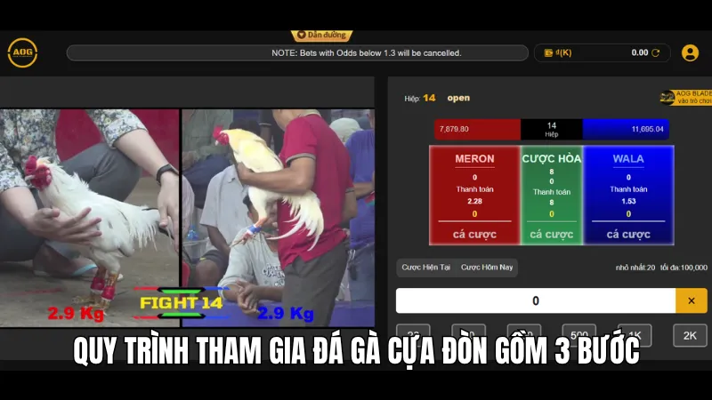 Quy trình tham gia đá gà cựa đòn gồm 3 bước
