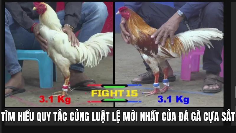 Tìm hiểu quy tắc củng luật lệ mới nhất của đá gà cựa sắt
