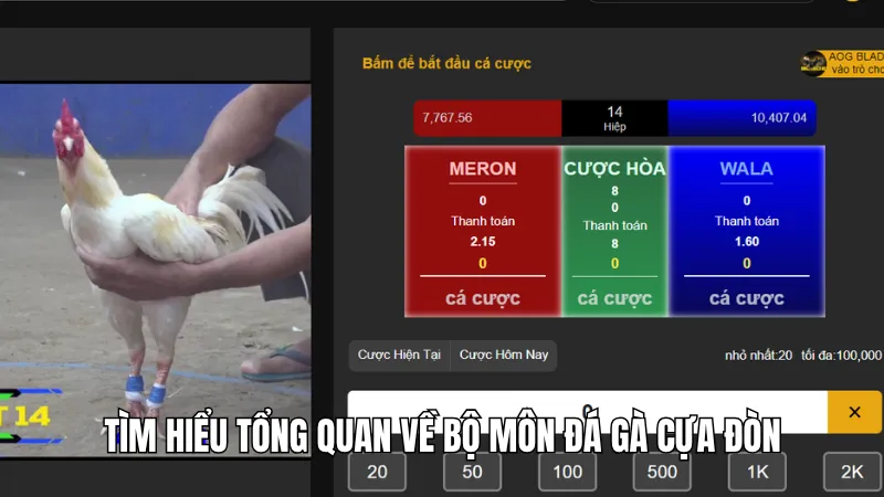 Tìm hiểu tổng quan về bộ môn đá gà cựa đòn